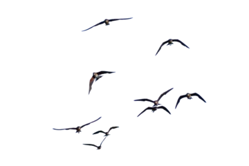 Fototapeten A real photo of a bird in flight on a transparent background. © I LOVE PNG