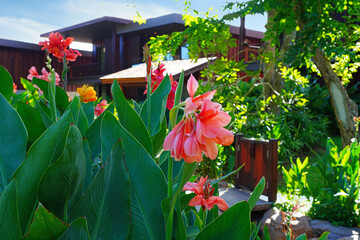 Fototapeta na wymiar Colorful tropical Canna lily flowers in Thailand
