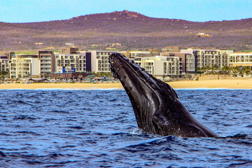 Humpback whale showing its head while swimming through the Cape San Lucas arch, this is the place...