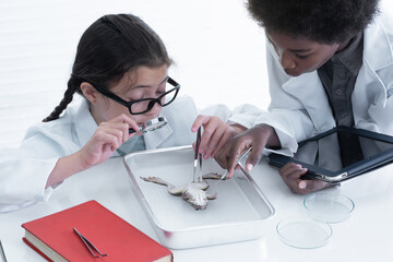 Multiethnic boys and girls study frog anatomy and physiology in a school laboratory, science class...