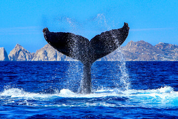 Beautiful picture of a humpback whale tail in the Cape San Lucas arch, this place is where this animal makes its pilgrimage and joins the Pacific Ocean over the Sea of Cortez.