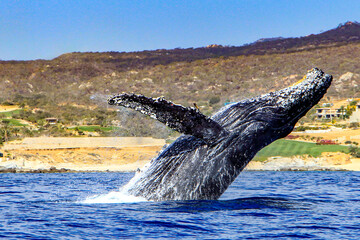 Beautiful picture of a humpback whale jumping in the Cape San Lucas arch, this place is where this...
