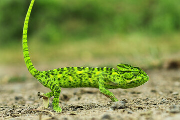 Green chameleon - Chamaeleo calyptratus side view of a veiled chameleon, Chamaeleo calyptratus. Beautiful color of chameleon panther, chameleon green panther in saurashtra Gujarat India.
