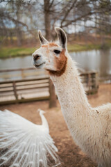 Obraz premium llama standing in a field