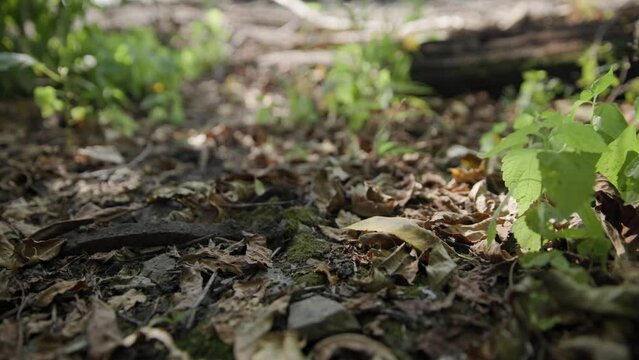 Slow motion handheld shot of green, orange, and brown leaves blowing in the wind by some healthy plants on the forest and woods floor near dirt and gravel on a fall, autumn day