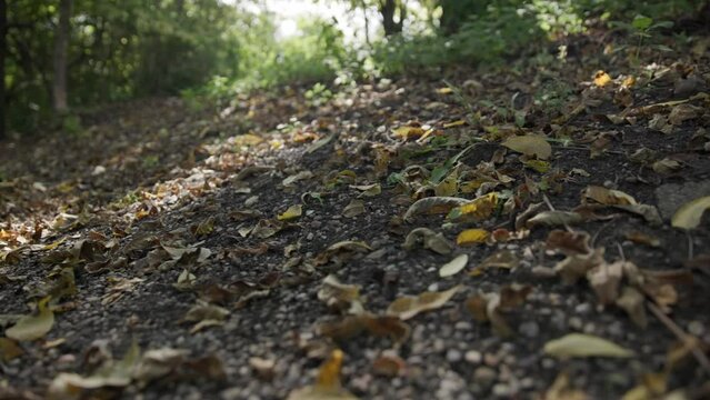 Slow motion handheld shot of green, orange, and brown leaves blowing in the wind by some healthy plants on the forest and woods floor near dirt and gravel on a fall, autumn day