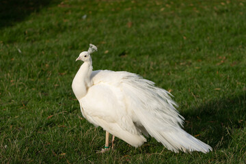 Fototapeta premium Weißer Pfau