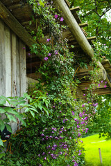 Fototapeta premium Clematis climb up a barn