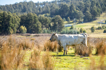 beef cows in a paddock free range