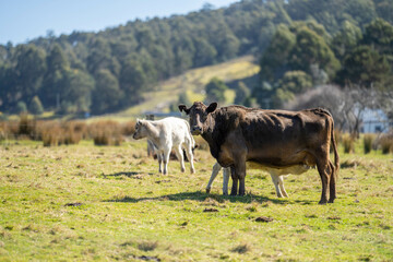 beef cows in a paddock free range