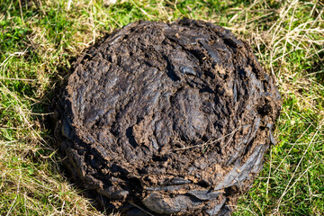 Fototapeta premium Cow dung in a field in australia