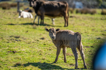 beef cows in a paddock free range