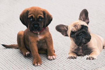 Cute puppys (JPG 300Dpi 9600x6400)