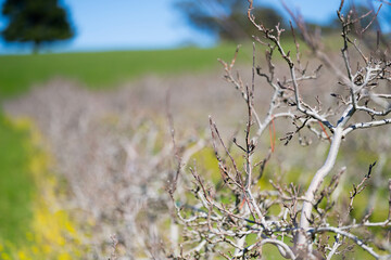 apple orchard getting new leaves in spring