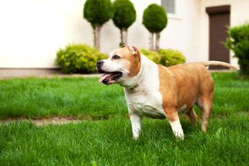 A beautiful dog, a guardian of the American Pit Bull breed, a female of white and brown color, walks in the yard on the lawn, poses for a photo.