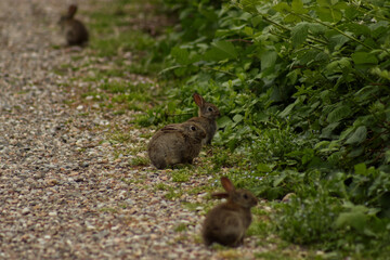 Little hares in the Roccolo park.