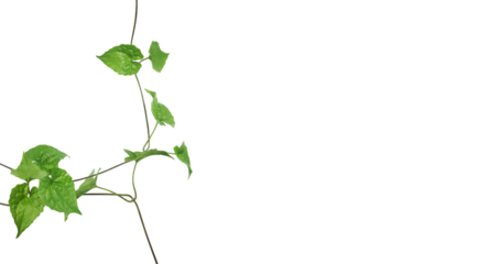 Climbing plant isolated on transparent background.