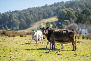 beef cows in a paddock free range