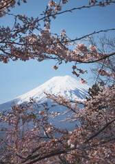 Mount Fuji with Sakura