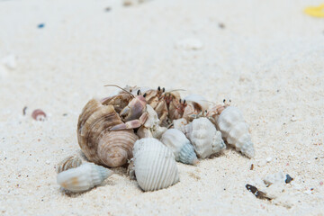 Hermit Crabs on the maldives - 644543824