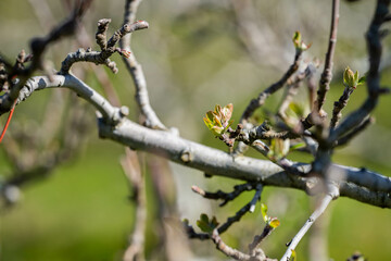 apple orchard getting new leaves in spring