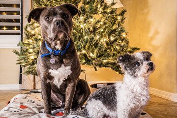 Two dogs, a bit pull and a shit tzu, posing in front of a Christmas tree for the holidays.