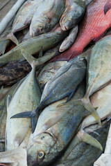 Fish market - 644545861