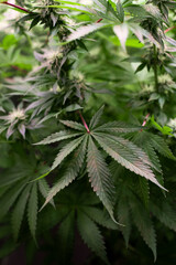 Marijuana or cannabis bush with green leaves and buds