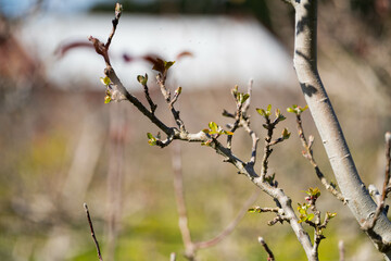 apple orchard getting new leaves in spring