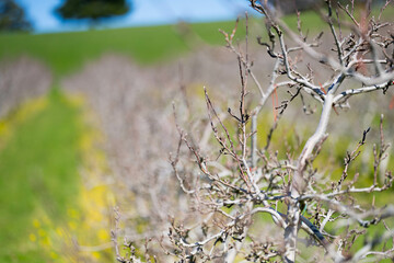 apple orchard getting new leaves in spring