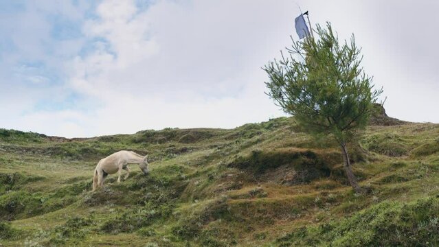 Scenic view of a grazing white horse in Phobjikha valley located in Bhutan