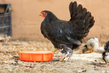 Chickens on a monochrome background