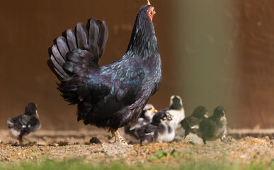 Clucking hen and chicks
