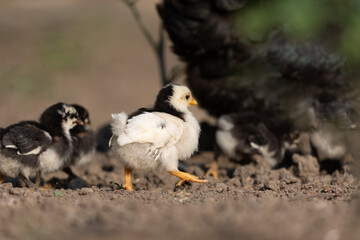 Clucking hen and chicks