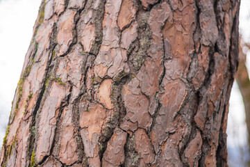 Baumrinde eines Nadelbaumes
