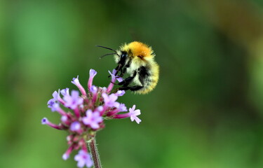 Junge Hummel auf einer Verbene-Blüte