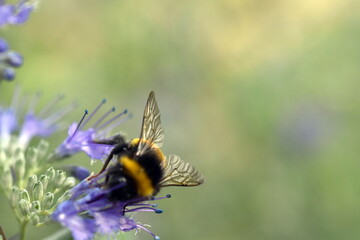 Junge Hummel auf einer Verbene-Blüte
