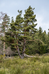 Schöner Baum in der Heide