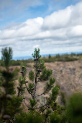 Sch&ouml;ne Nadelstr&auml;ucher