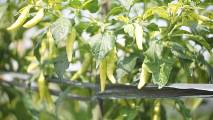 chili tree in paddy field