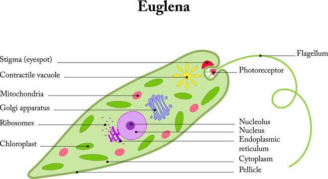 Euglena on a white background. Internal structure.