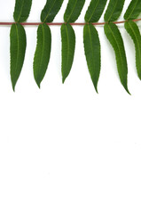background of natural fresh green leaves