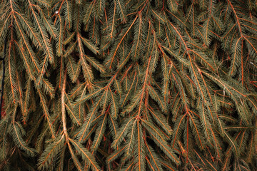 dry brown dead pine tree needle branches of Christmas tree after holidays