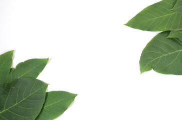 background of natural fresh green leaves