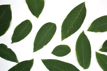 Obraz premium background of natural fresh green leaves