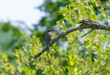 bird on a branch