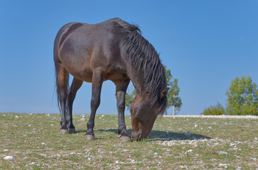 Wild Black Horse Grazing at Mostar Plateau