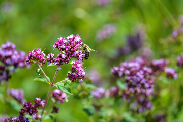 abeille et fleurs