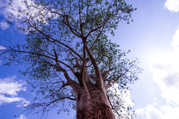 tree against sky