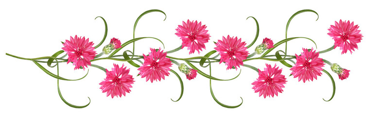 Red knapweed flowers, leaves and bud in a floral line arrangement isolated on white or transparent background - obrazy, fototapety, plakaty